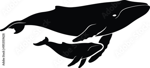 Silhouette mother and calf humpback whales swimming together ocean life vector design