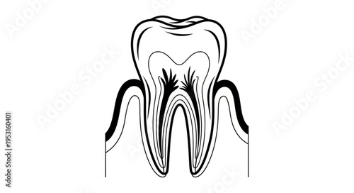 Tooth Anatomy Dental Illustration.