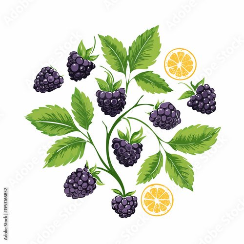 Background with blackberries or raspberries and brunch. Detailed hand drawn ink floral illustration
