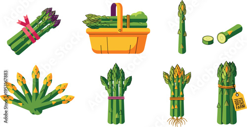 Fresh Asparagus Vegetable Flat Vector Icon Set Featuring Bundles, Organic Produce, Cut Stalks, and Farm Harvest Illustrations Isolated on White Background