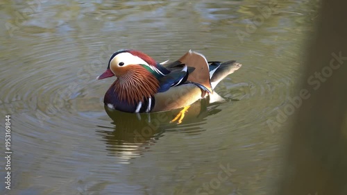 Mandarin duck (Aix galericulata), known for its vibrant and distinctive plumage