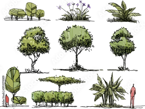 Informative Infographic Displaying a Wide Variety of Tree Types Including Poplars, Hollies, and Maples for Easy Field Identification