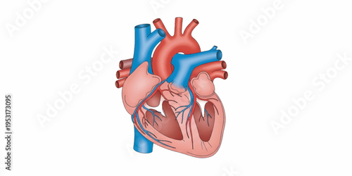 Human Heart Anatomy Medical Illustration.