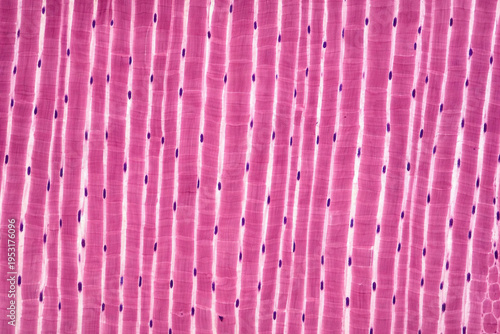 Skeletal Muscle Histology Longitudinal Section Close Up