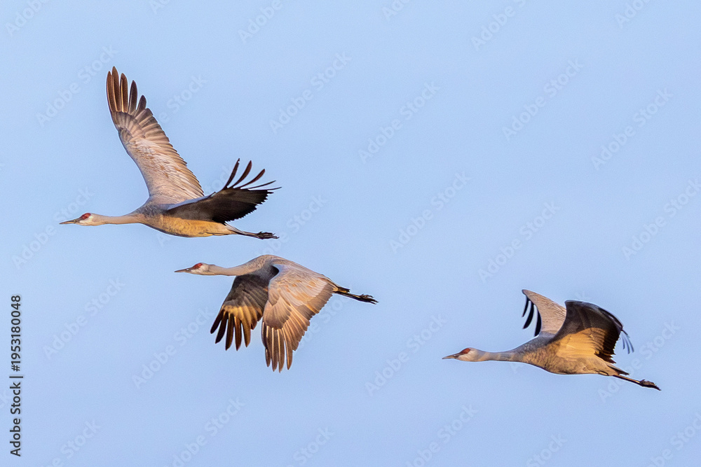 Obraz premium Three Sandhill Cranes in Flight Over the Platt River at Nebraska’s Rowe Sanctuary in Golden Light during Spring Migration