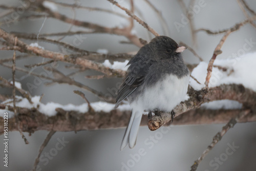 Juncoes in tangle of spruce twigs