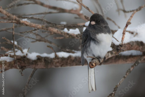 Juncoes in tangle of spruce twigs
