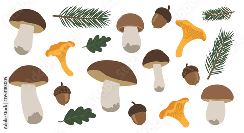 Forest Mushrooms and Acorns. Autumn Harvest. Nature Elements.