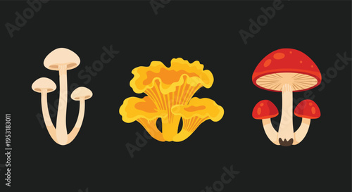 Mushroom Variety. Edible Fungi. Forest Mushrooms. Vector Illustration. Isolated.