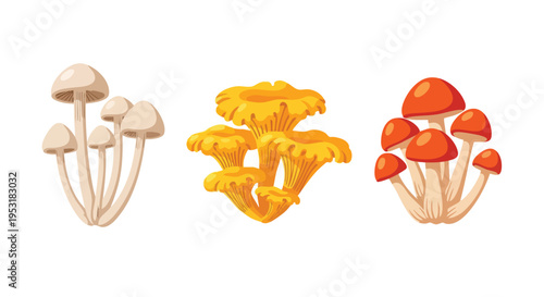 Variety of Mushrooms. Edible Fungi. Illustration.