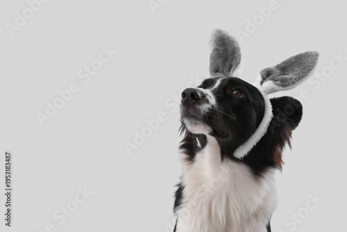 Border Collie dog in bunny ...