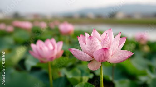 Dawn over a vast lotus field with vibrant pink blooms in full glory
