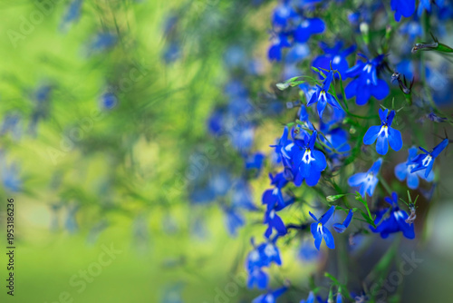 Bright blue Lobelia erinus flowers blooming in a summer garden against a blurred green background. Gardening and floral garden decor concept.