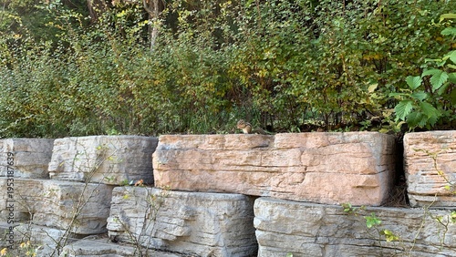 Bild auf Leinwand Little chipmunk foraging on a textured stone retaining wall in a lush garden