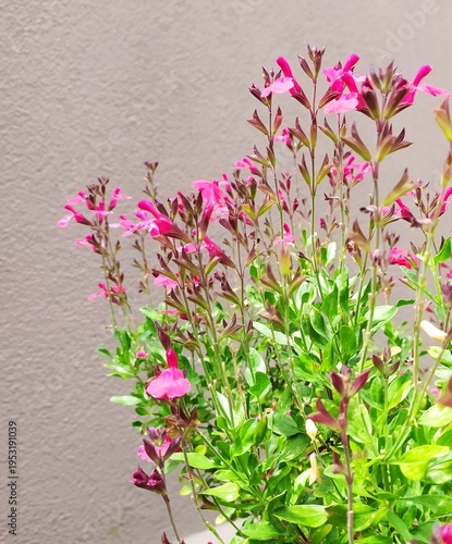 Pink Gaura lindheimeri plant in bloom in the garden.The pink flowers of the Gaura lindheimeri with leaves on a background of the beige wall, isolated.