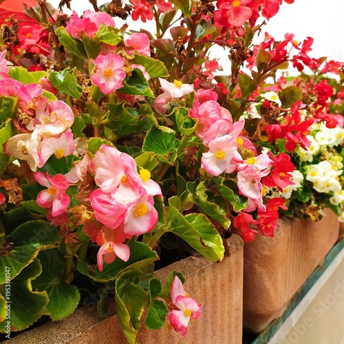 Red and white begonia flowers in a flower pot in the garden, close-up. Begonia plant in bloom at summer, isolated, outdoor. Begonia flowers in the pot on the white background.