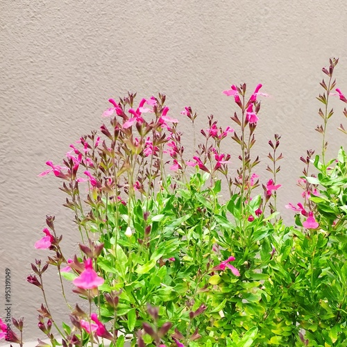 Pink Gaura lindheimeri plant in bloom in the garden.The pink flowers of the Gaura lindheimeri with leaves on a background of the beige wall, isolated.