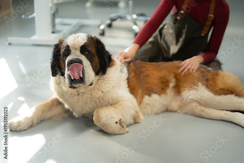 Photos A person sits beside a Saint Bernard dog in a room with light flooring