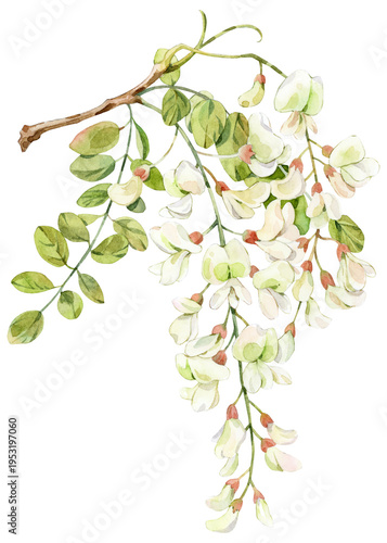 Cuadro en lienzo Watercolor Hand-painted Black Locust Blossom Branch