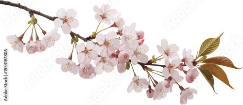 Delicate Pink Cherry Blossom Branch Vector Illustration with Fresh Green Leaves, Perfect for Spring Designs and Nature-Themed Projects