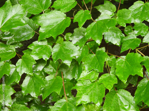 Red maple tree leaves, during the spring season, woodland foliage, Bombay Hook National Wildlife Refuge, Kent County, Delaware. 