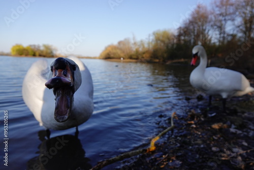 swans on the lake