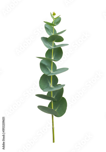 ultra realistic uhd macro photo of a single, fresh eucalyptus sprig with round, blue-green glaucous leaves against a transparent studio background, concept for botanical and commercial product display