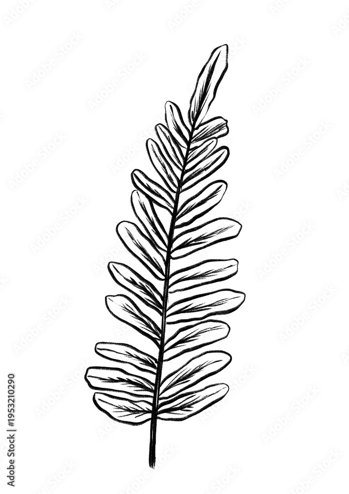 Fototapeta premium Graceful Fern Line Art For Modern Decor. Sleek Botanical Sketch Emphasizing Simplicity And Calmness