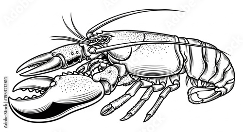 Detailed Illustration of a Lobster with Prominent Claws and Antennae.