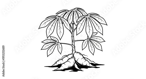 Detailed Cassava Plant Illustration with Roots and Leaves.