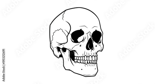 Detailed Skull Illustration - Anatomical Study in Black and White.