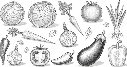 Vintage Engraved Vegetable Illustrations Set with Cabbage, Carrot, Onion, Tomato, Pepper, and Eggplant in Detailed Hand Drawn Botanical Style