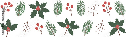 Christmas holly pine sprigs and red berries scattered on white background berry