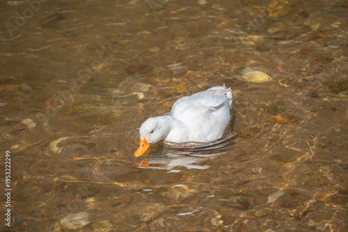 Cute call duck floating on shallow river. The Call Duck is the smallest breed of domestic duck, weighing less than a kilo.