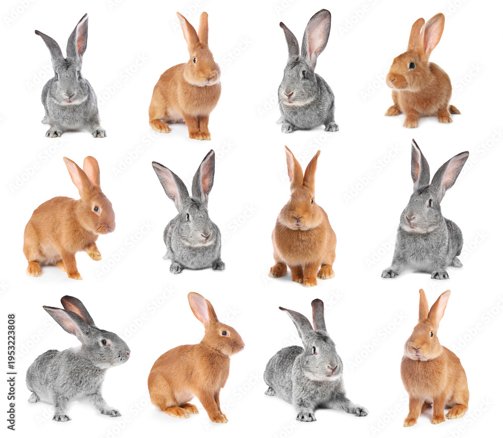Fototapeta premium Cute fluffy rabbits isolated on white, collage