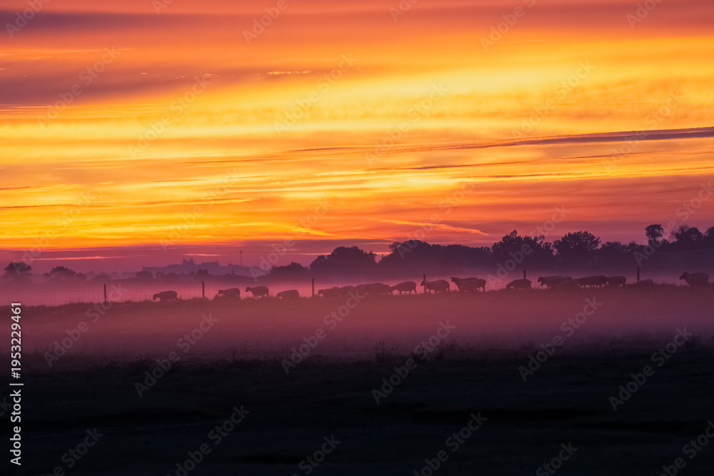 Fototapeta premium Cattle Silhouettes in Misty Pasture at Fiery Sunrise