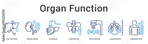 Organ function banner web icon monitors liver, kidney, thyroid, bone and lung health through specialized testing.