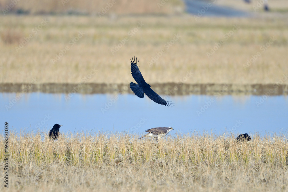 Fototapeta premium ハシブトガラスにモビングされるオオタカ（鹿児島県・出水市） 