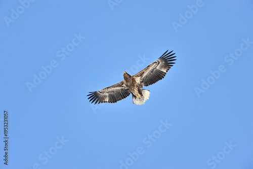 Bild auf Leinwand オオワシ若鳥の飛翔（北海道・知床）