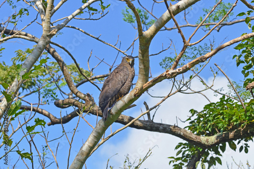 カンムリワシの成鳥（沖縄県・石垣島）
