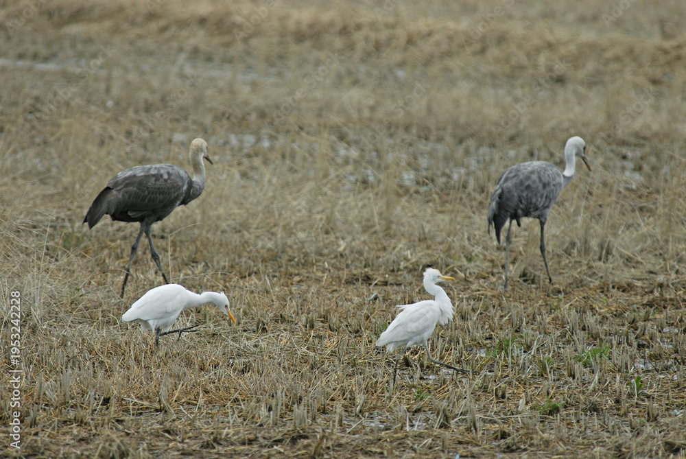 Fototapeta premium アマサギとナベヅル（鹿児島県・出水市） 