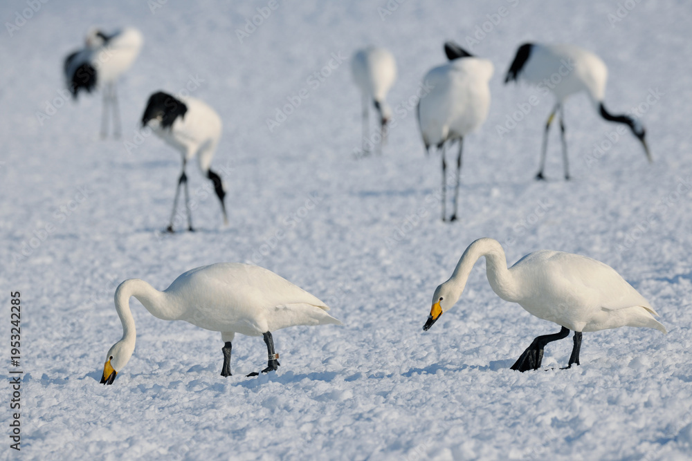 Fototapeta premium オオハクチョウとタンチョウ（北海道・鶴居村） 