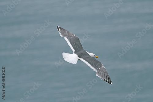 オオセグロカモメの飛翔（北海道・知床）
