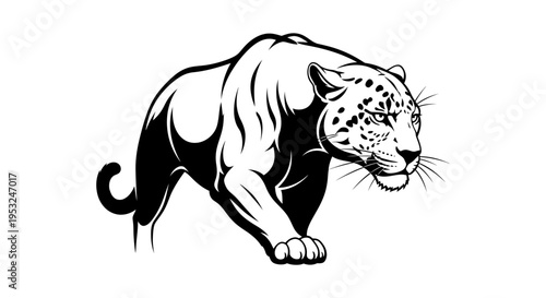 Black and white leopard walking forward.