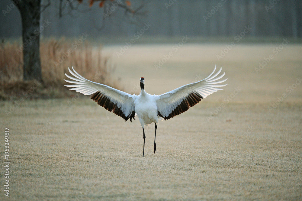 Fototapeta premium 着地するタンチョウ(北海道・鶴居村)