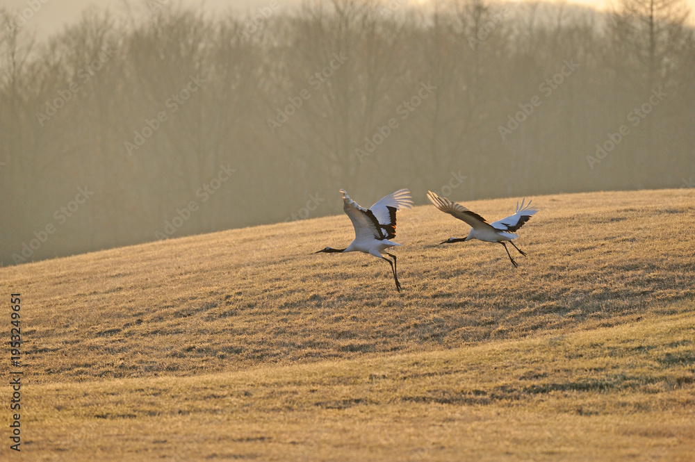 Obraz premium 飛び立つタンチョウのつがい（北海道・鶴居村） 
