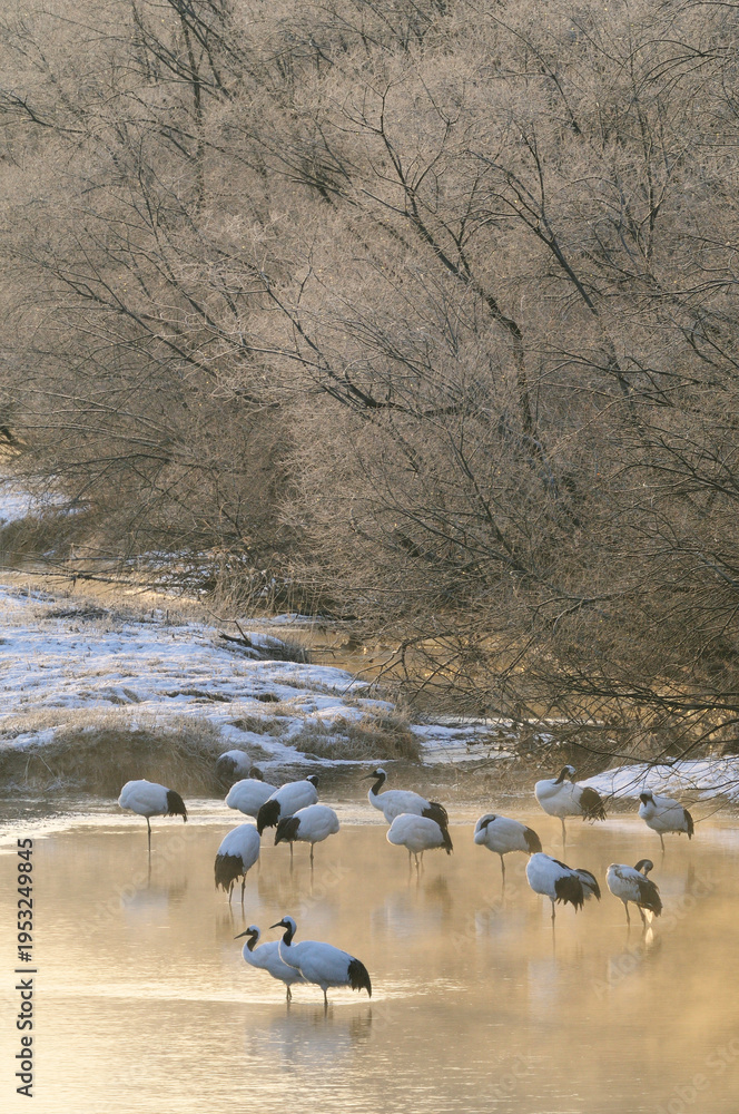 Fototapeta premium 樹氷の川に群れるタンチョウ(北海道・鶴居村)
