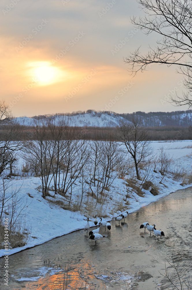 Fototapeta premium 朝日が昇るタンチョウのねぐら(北海道・鶴居村)