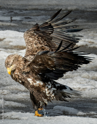 White-tailed eagle spreading wings on icy water in winter, Hokkaido wildlife scene
