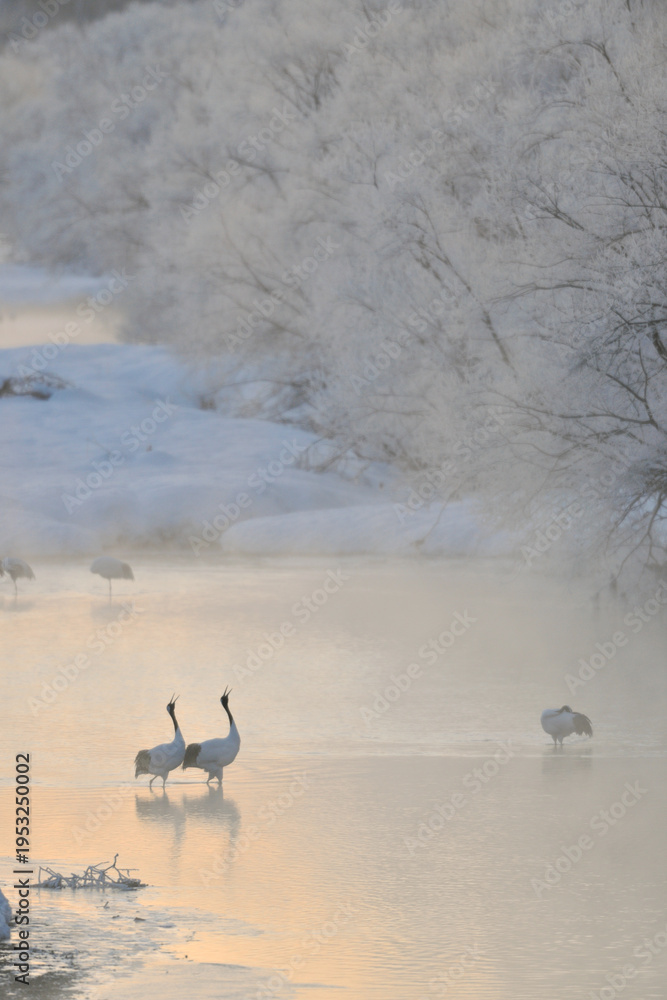 Fototapeta premium 塒で鳴き合うタンチョウのつがい（北海道・釧路市） 